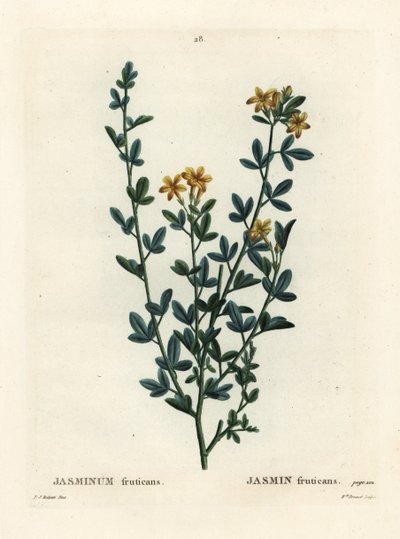 Gelsomino selvatico o giallo, Jasminum fruticans. Incisione a puntasecca colorata a mano di Miss Brenet da un