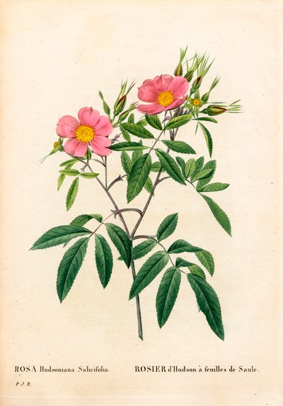 Rosa palustre a foglie di salice, Rosa palustris. Incisione a puntasecca colorata a mano da “Les Roses” di Pierre Joseph Redoute, Parigi da Pierre Joseph Redouté