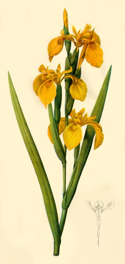 Bandiera gialla, 1808, 1944 da Pierre Joseph Redouté