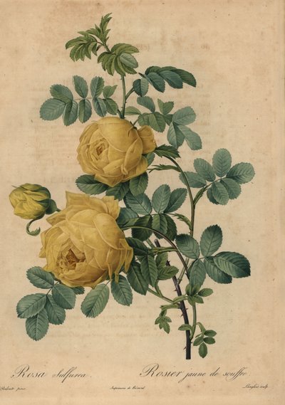 Rosa zolfo gialla, Rosa hemisphaerica da Pierre Joseph Redouté