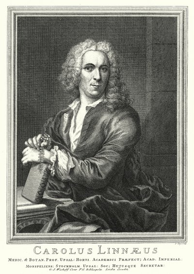 Carl Linnaeus, botanico e zoologo svedese (incisione) da Pierre Tanje