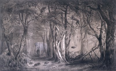 Foresta vergine ai margini del Nilo Blu, da Voyages au Soudan Oriental et dans l