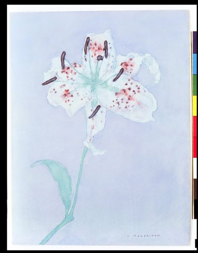 Lily, dopo il 1921 da Piet Mondrian