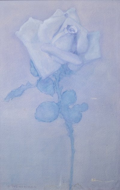 White rose da Piet Mondrian