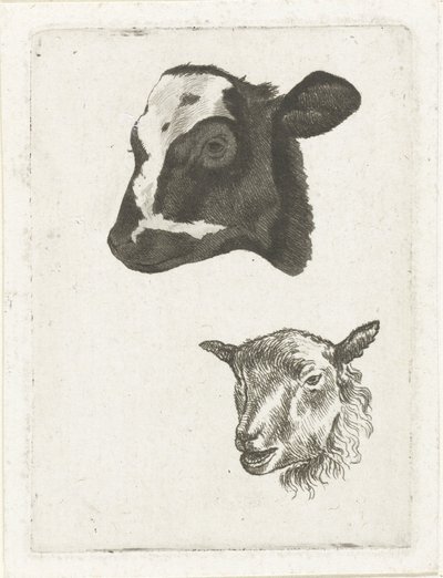Testa di vitello pezzato nero e pecora da Pieter Barbiers (IV)