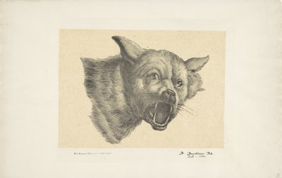 Testa di un lupo o cane da Pieter Bartholomeusz. Barbiers