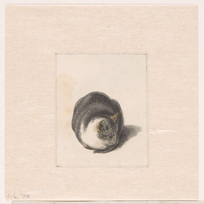 Gatto seduto, visto di fronte da Pieter Bartholomeusz. Barbiers