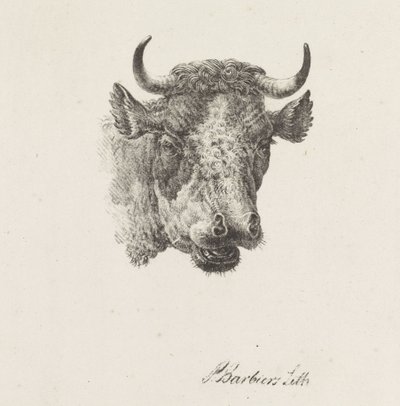 Testa di toro da Pieter Bartholomeusz. Barbiers