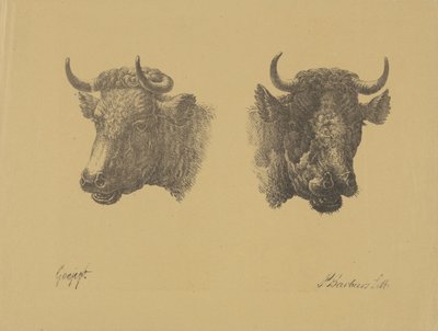 Due teste di toro da Pieter Bartholomeusz. Barbiers