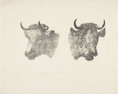 Due teste di toro da Pieter Bartholomeusz. Barbiers