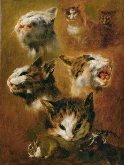 Studi di animali: gatti, conigli e capra da Pieter or Peter Boel