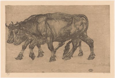 Due buoi da Pieter Dupont