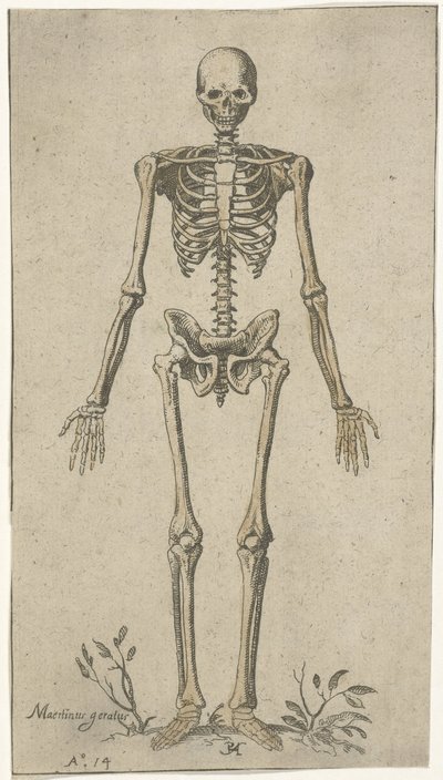 Scheletro maschile, visto di fronte da Pieter Feddes van Harlingen