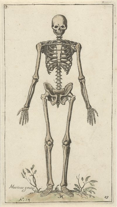 Scheletro maschile, visto di fronte da Pieter Feddes van Harlingen