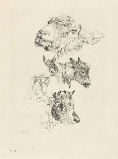 Foglio di studio con teste di pecora, cavallo, asino, ariete e toro da Pieter Gerardus van Os