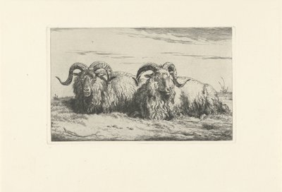 Due montoni sdraiati da Pieter Gerardus van Os
