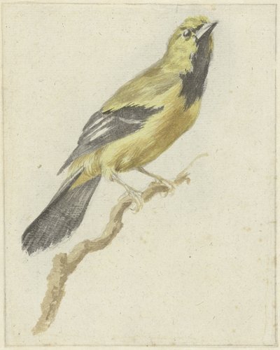 Tordo giallo (Icterus nigrogularis) da Pieter Gevers