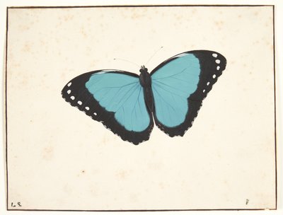 Una farfalla esotica da Pieter Holsteijn