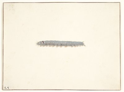 Una larva di falena notturna da Pieter Holsteijn
