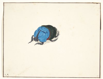 Un coleottero rinoceronte (scarabaeidae) da Pieter Holsteijn
