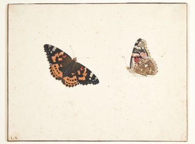 Due studi di un cardo (vanessa cardui l.) da Pieter Holsteijn