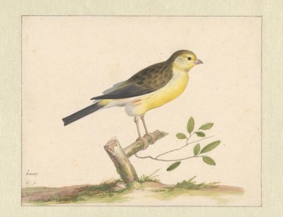 Canarino selvatico da Pieter Holsteyn (I)