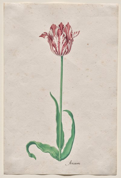Studio di un tulipano (Anvaers) da Pieter Holsteyn II
