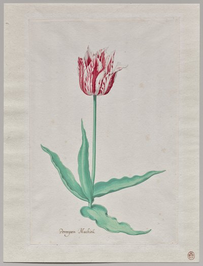 Studio di un tulipano (Perregoen Machieu) da Pieter Holsteyn II