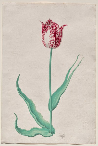 Studio di un tulipano (