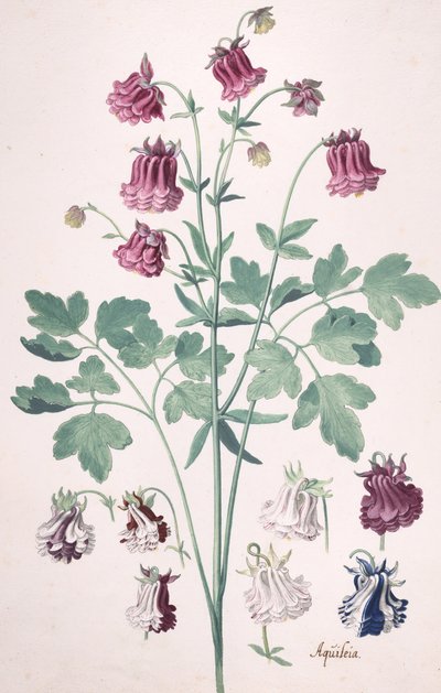 Una Colombina o Bonnet della Nonna, con Studi Aggiuntivi di Fiori da Pieter Holsteyn the Younger