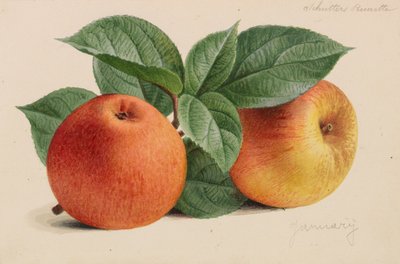 Originali di pubblicazioni di orticoltura e arboricoltura, 1878-1881 da Pieter Joseph de Pannemaeker
