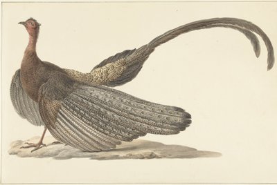 Fagiano Argus da Pieter Pietersz. Barbiers