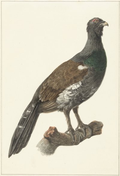 Gallo cedrone da Pieter Pietersz. Barbiers