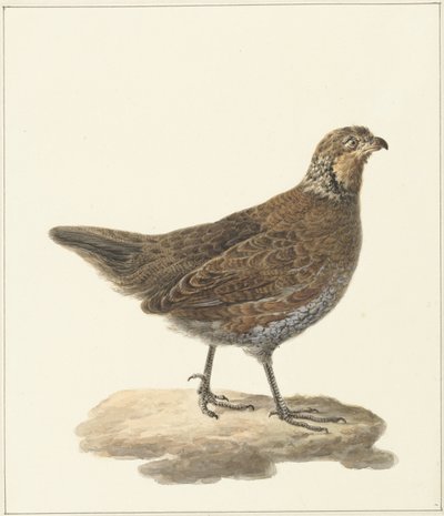 Colino della Virginia (Colinus virginianus) da Pieter Pietersz. Barbiers