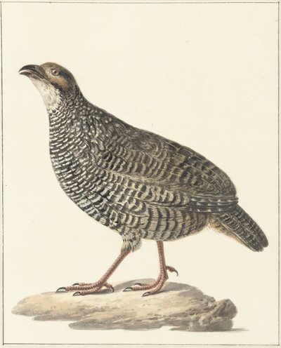 Francolino cinese (Excalfactoria chinensis) da Pieter Pietersz. Barbiers