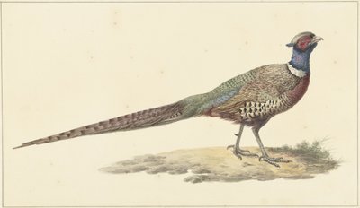 Fagiano da Pieter Pietersz. Barbiers