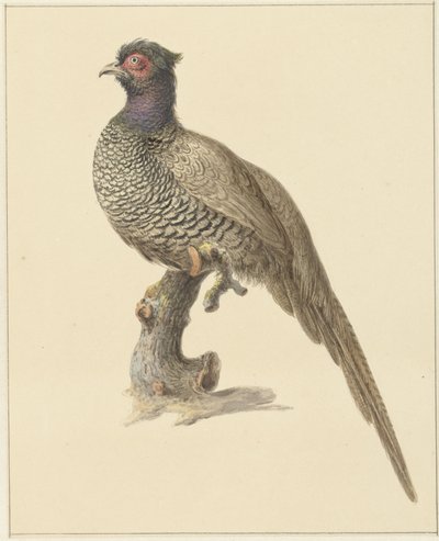 Fagiano da caccia da Pieter Pietersz. Barbiers