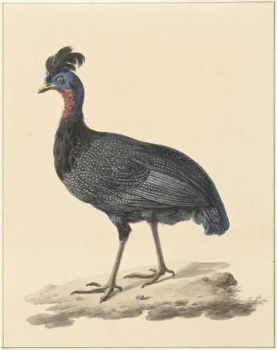 Faraona crestata da Pieter Pietersz. Barbiers