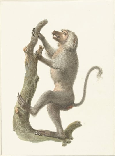 Babbuino mantellato da Pieter Pietersz. Barbiers