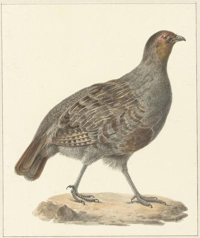 Pernice da Pieter Pietersz. Barbiers