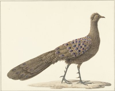 Pavone Specchio da Pieter Pietersz. Barbiers
