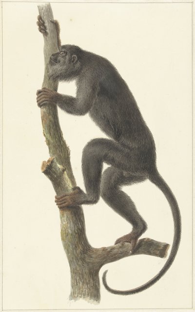 Scimmia urlatrice nera (Paraguay) da Pieter Pietersz. Barbiers