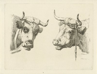 Due teste di mucca da Pieter Roosing