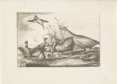 Anatre e oche da Pieter Schenk (I) (attributed to)