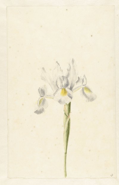 Iris bianco (Iris albicans) da Pieter Withoos (circle of)
