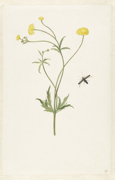 Ranuncolo giallo doppio e insetto da Pieter Withoos (possibly)