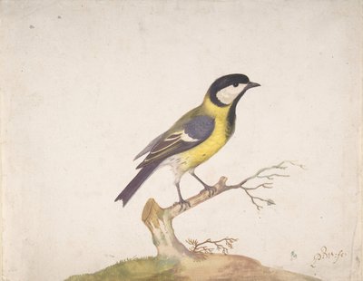 Una cinciallegra Parus major posata su un ramo, 1670-93 da Pieter Withoos