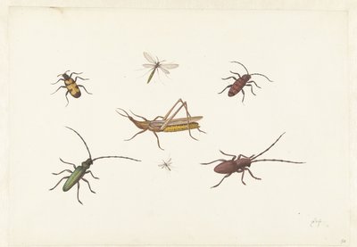 Foglio con sette insetti diversi da Pieter Withoos