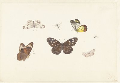 Foglio con cinque farfalle e due mosche da Pieter Withoos