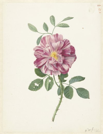 Rosa gallica (Rosa gallica L. 